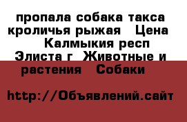 пропала собака такса кроличья рыжая › Цена ­ 0 - Калмыкия респ., Элиста г. Животные и растения » Собаки   